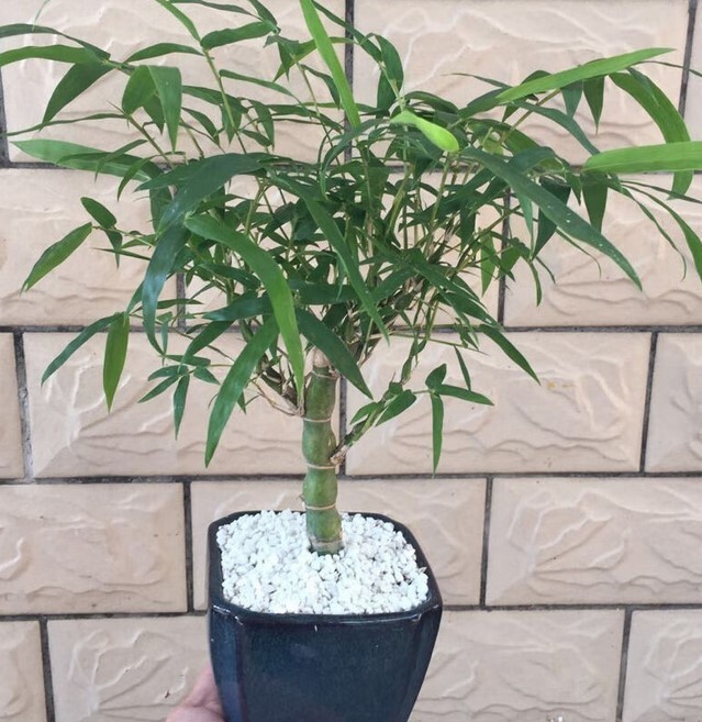 crying plant Baby Tears Plant for Sale