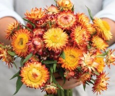 100 Strawflower King Orange seeds
