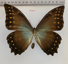 MORPHO AMPHITRYON ATTALI !!****RARITY MALE Nr. 1- LARGE size 150mm****Ecuador