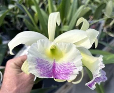 Rlc. Nacouchee ‘Mission Valley’ AM/AOS x B. venosa Orchid Hybrid - 5” Fragrant