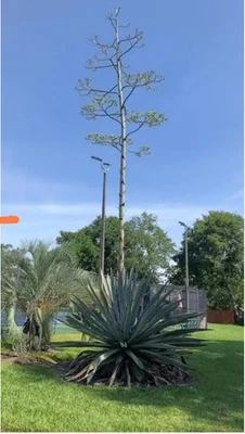 Agave Americana Variegata Cactus Succulent Plant 9cm Pot