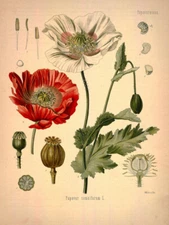 Vintage Opium Botanical Illustration Poster Print, Opium Poppy Plant Wall Art