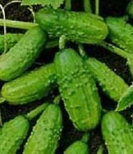 Cucumber National Pickling    250 seeds