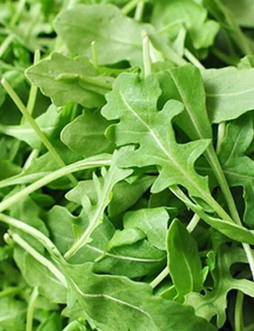 Arugula, Roquette Organic Seeds