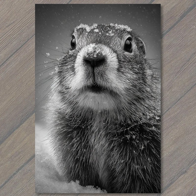 Art Print Snow Covered Groundhog Close Up Winter Face Frost Whiskers Cold Weathe
