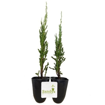 Juniper Scopulorum, Skyrocket Evergreen Tree, 4 Inch Pot