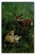 Vintage Fawns Resting Postcard by Tichnor Bros, Boston, 6x4 Continental