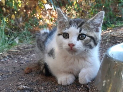 long haired ginger kittens for sale