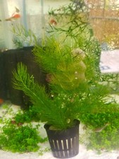 Potted Hornwort - Live Aquarium Plant - Buy 2 Get 1 Free