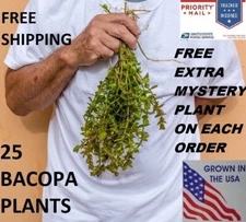 25 Bacopa plants live aquarium plants aquascaping planted tank beginner easy 