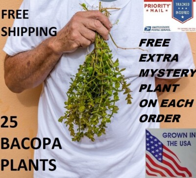 #ad 25 Bacopa plants live aquarium plants aquascaping planted tank beginner easy $13.99