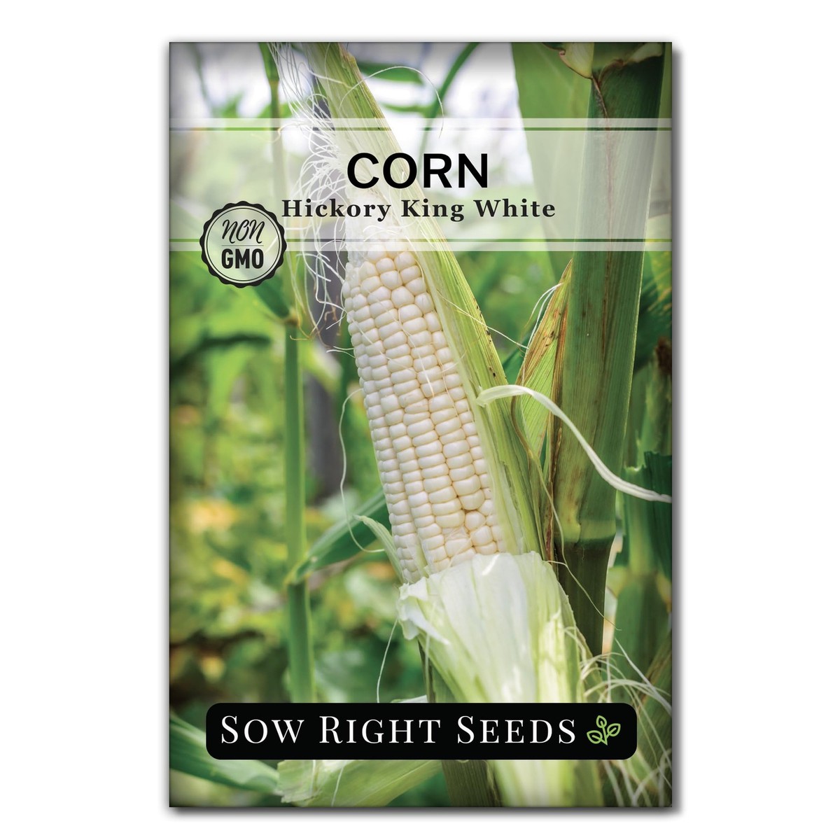 best wildflower seeds Northeast Wildflower Seed Mix