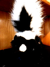 Folkmanis Skunk Plush Finger Puppet 9 Black, White Teddy Bear
