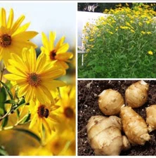   Jerusalem Artichoke Tubers