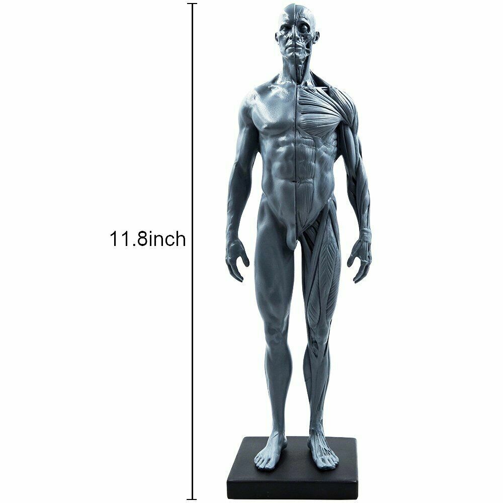 11 inch Human Anatomical Model Art Anatomical Figure Gray Female+Male US STOCK