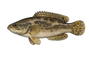 Rock Bass Fish Self Adhesive Vinyl Sticker