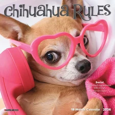 Willow Creek Press,  Chihuahua Rules 2026 Mini Wall Calendar, 7'' X 7'', 18-Mont