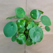 Pilea Peperomioides – Chinese Money Plant – Easy Care Indoor Houseplant 4” Pot
