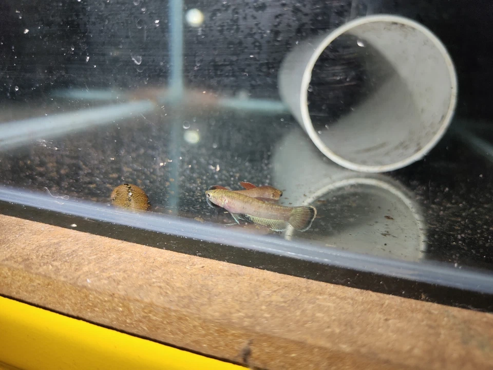 Wild Betta Channoides - Image 4 of 4