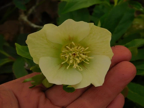 Hellebore Plant, Mature Size H602