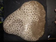 Monster Unpolished Petoskey Stone 6 lbs 12.6 oz