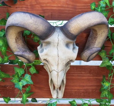 Large Texas Corsican Ram Skull And Horns Wall Trophy Nature's Taxidermy 15''Wide