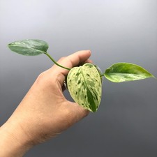 Monstera Bulbasaur Variegated Rare Plant #4