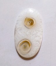 49.45 Cts Natural Orbicular Agate Cabochon Loose Gemstone 44.6X25.5X5MM
