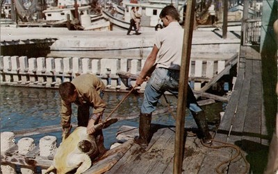 Turtle Crawls Key West Florida Giant Turtles Dock Workers Postcard