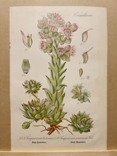 1886 ANTIQUE PICTURES LITHOGRAPH ART PRINT BOTANY FLOWER FLORA NATURE DECO PO...