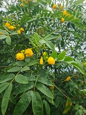Dried Senna Leaves Leaf Herbal Herb Tea Natural Loose 100 Organic 100g to 1kg