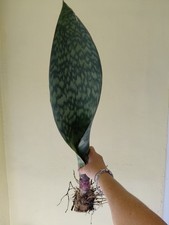 Sansevieria GIANT Whale Fin Plants US Seller