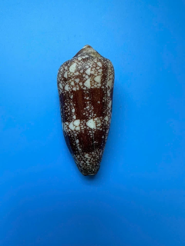 92.3mm | Conus Magnificus | MAX size!!! | Nice colour | Polished lip - Image 2 of 4