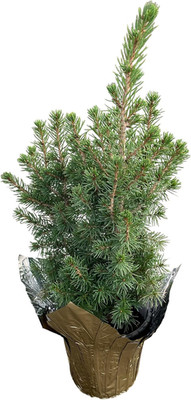 Live Alberta Spruce Tree - Tabletop Decoration - 10'' Tall by 4'' Wide in Deco Cov
