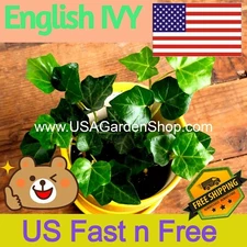 English Ivy plant common ivy Hedera helix fast grow climb evergreen 15 LIVE Cuts