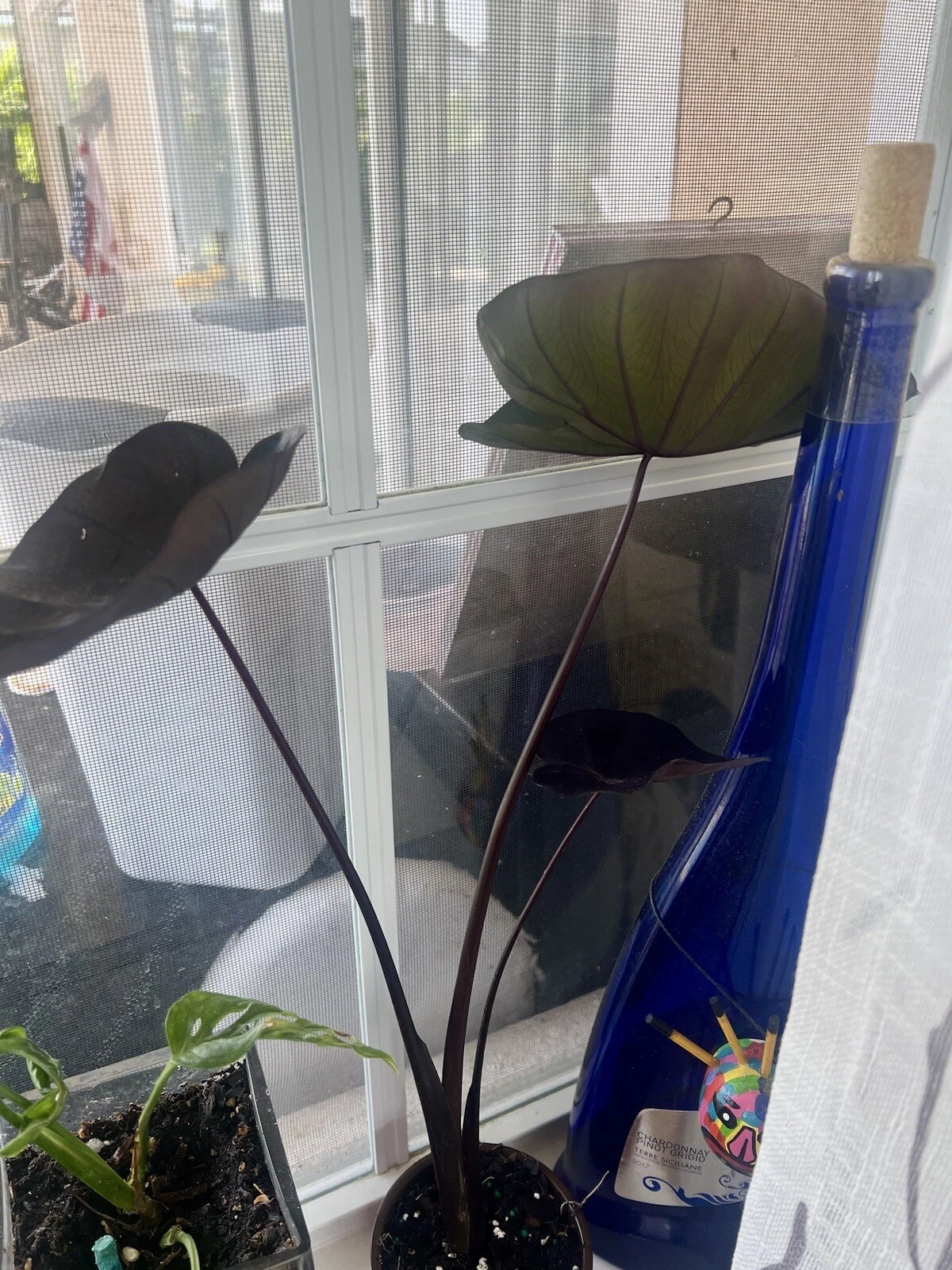 elephant ears in black color or green color with pot and soil included