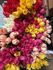 228 Colored Tulips Blush White Yellow Tulip Flower Garden Flower Floral Wedding