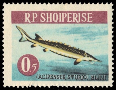 albania-716-atlantic-sturgeon-acipenser-sturio-pb69055-ebay