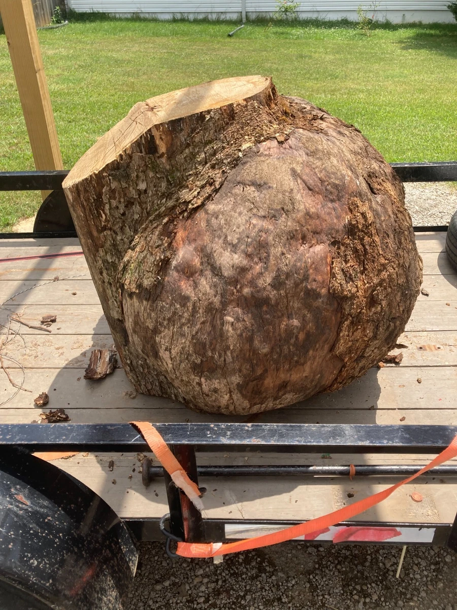 Burl Wood Oak or Poplar Very Large