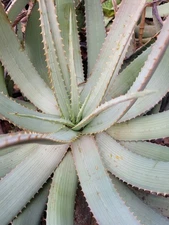 Aloe Lineata Blue Strap Form In 6" Pot Bare Root