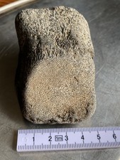 Fossil Kreidezeit versteinerter Knochen evtl. Dinosaurier?