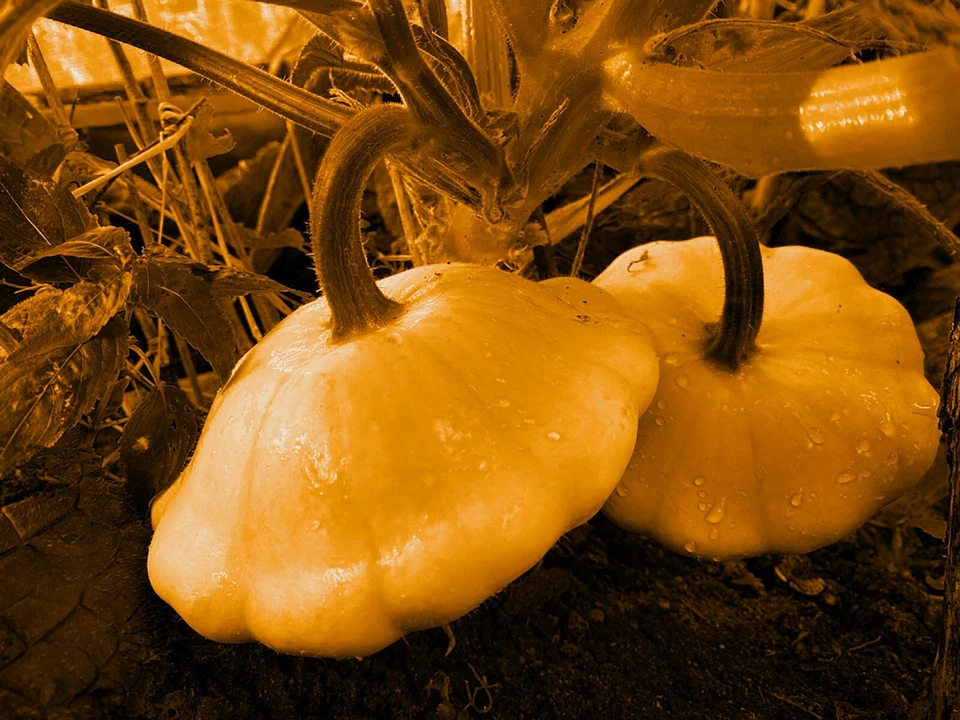 Squash GOLDEN SCALLOPINI 7 Seeds HEIRLOOM vegetable garden COMPACT EASY GROW veg - image 3 of 4