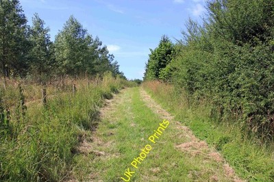 Foto A2 Longacre Wood Dutton Longacre Wood ist Teil des Woodland Trus c2014
