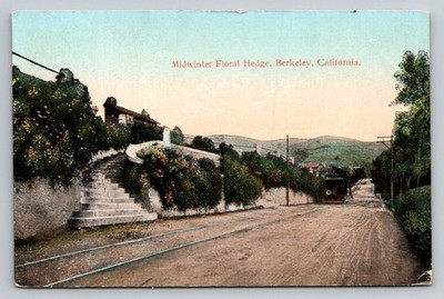 Berkeley California Street View Trolley CA c1910 Postcard
