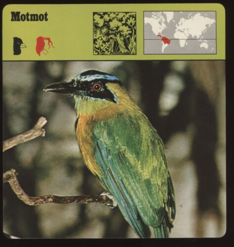 Motmot  Safari Cards Rencontre Birds - Picture 1 of 1