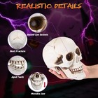 Yescom 12 Pcs Human Skulls Life Size Skeleton Head Halloween Decorations — photo 2