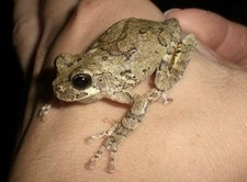 Live Cope s Tree Frog Tadpoles 20 Super Cute