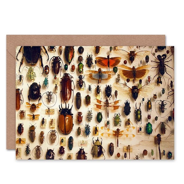Entomologe Insektensammlung Kabinett Fotografie Natur Geburtstagskarte-image