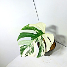 Monstera Holland Variegated 1 Leaf Free Phytosanitary