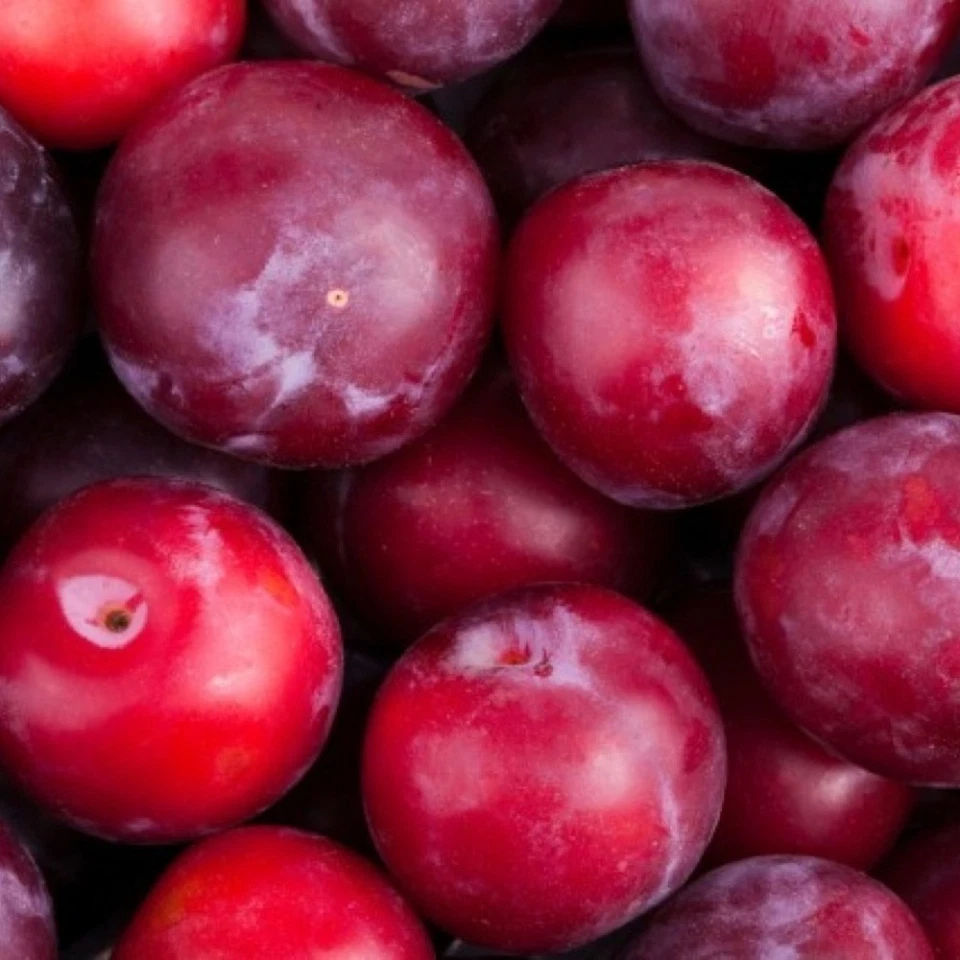 PIANTA DA FRUTTO SUSINO REGINA D'ITALIA in vaso 20 età 2/3 anni (foto reali)